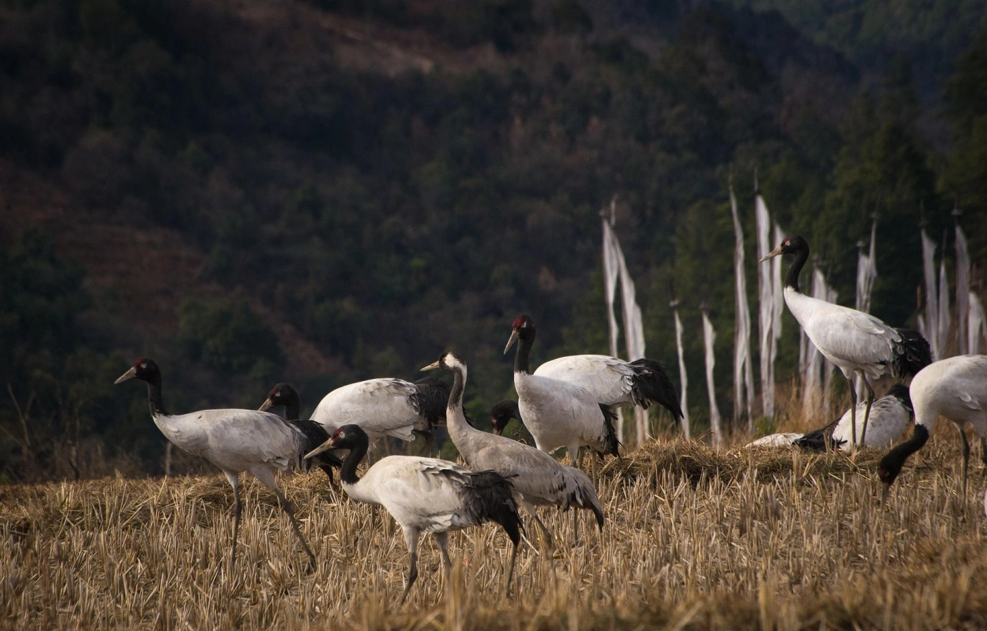 Mystic Dragon Odyssey: 6 Nights 7 Days with ASIA Explore by Rana Bhutan